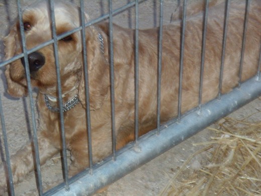 mi perro en su perrera amplia , cn comida , agua etc, foto de hace 2 años